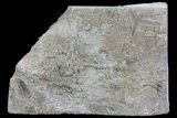 Fossil Crinoid (Fifeocrinus) in Rock - Alabama #69058-1